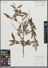 Foto von Salix alba L.